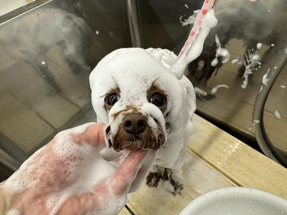 愛犬のトリミング