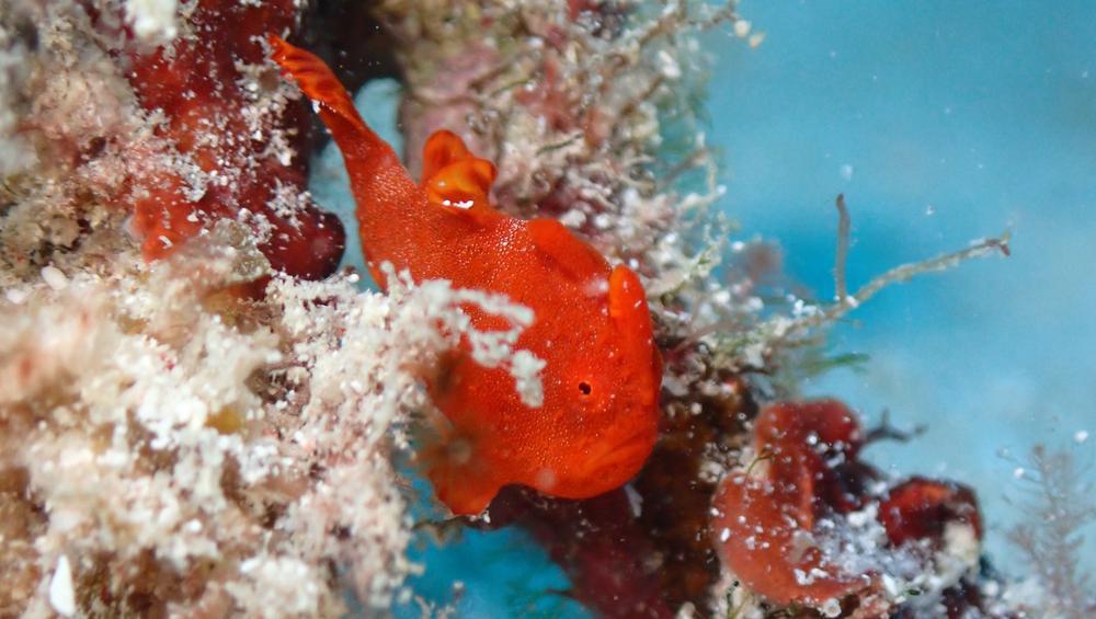 ダイビング続きでー