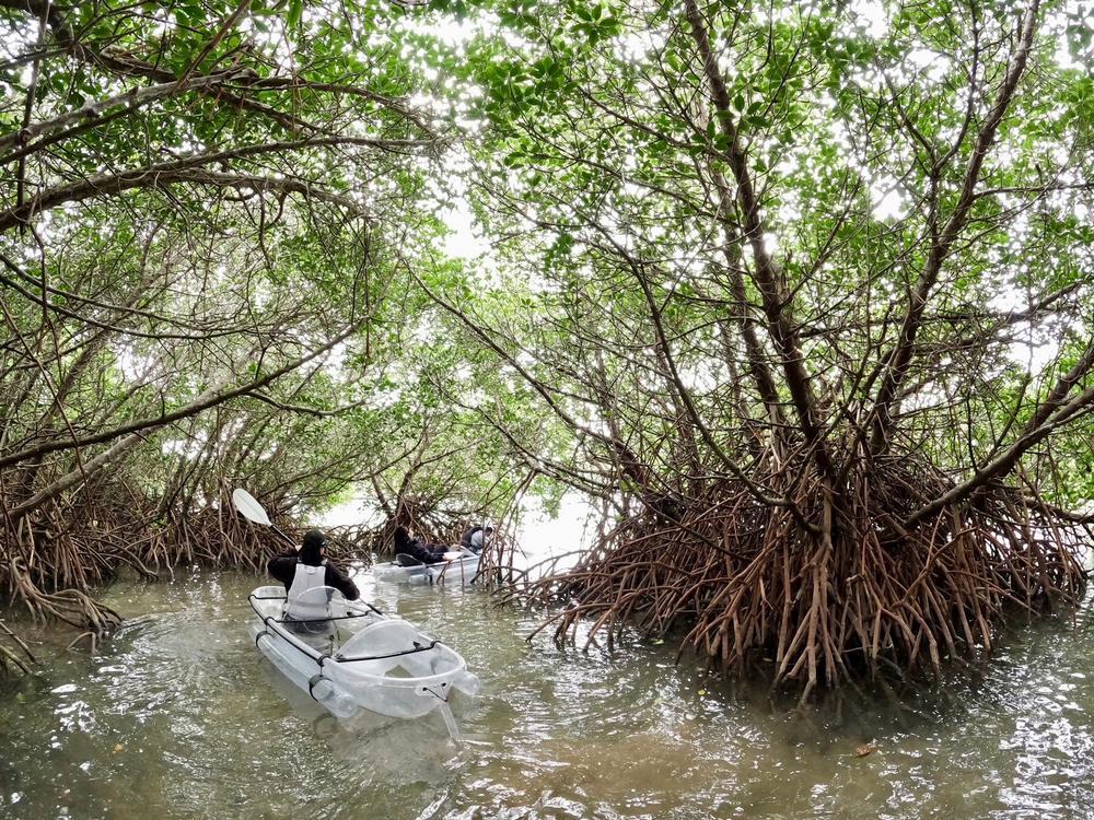 マングローブツアーに行っちゃって〜