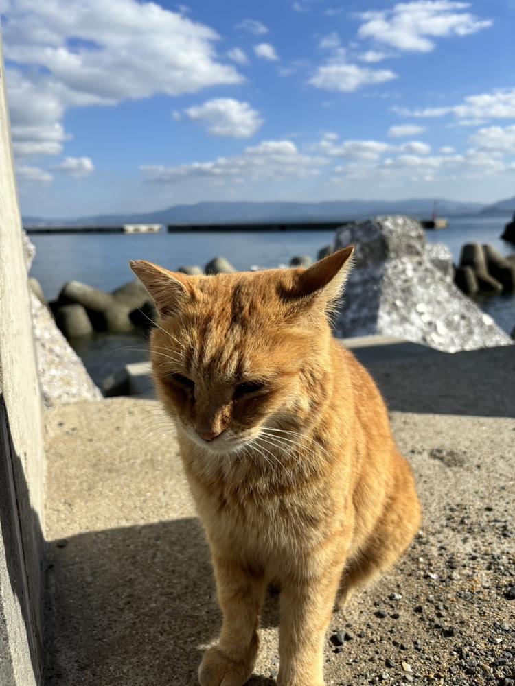 今日は19時からいます🐱✨