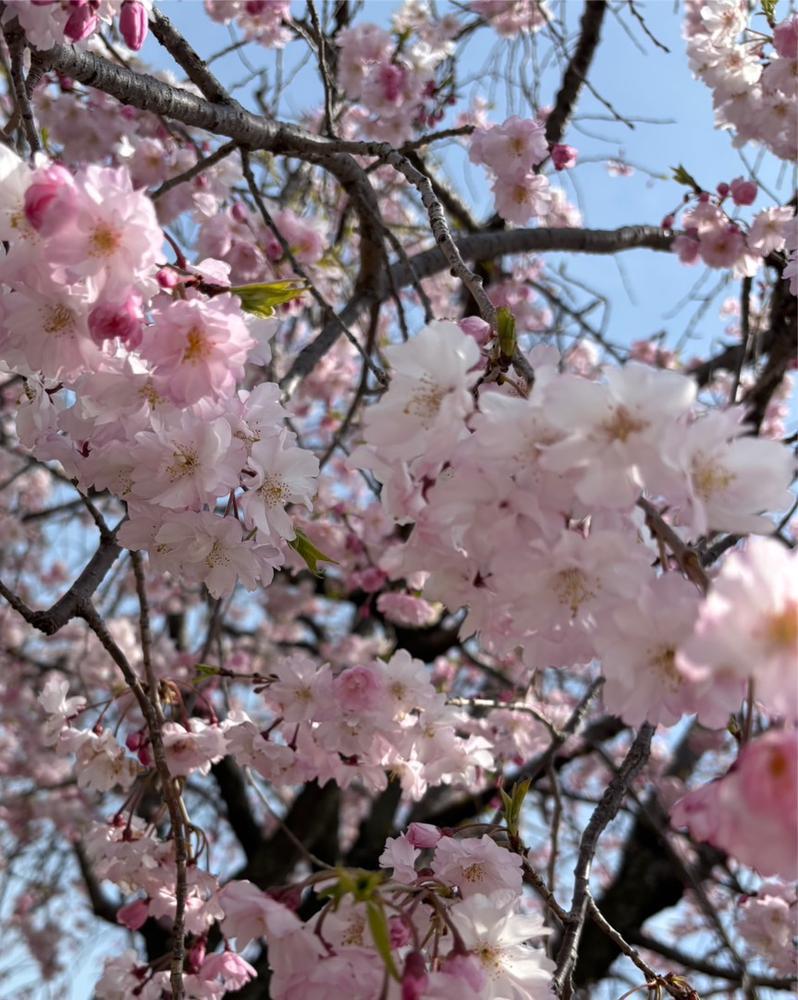 桜🌸