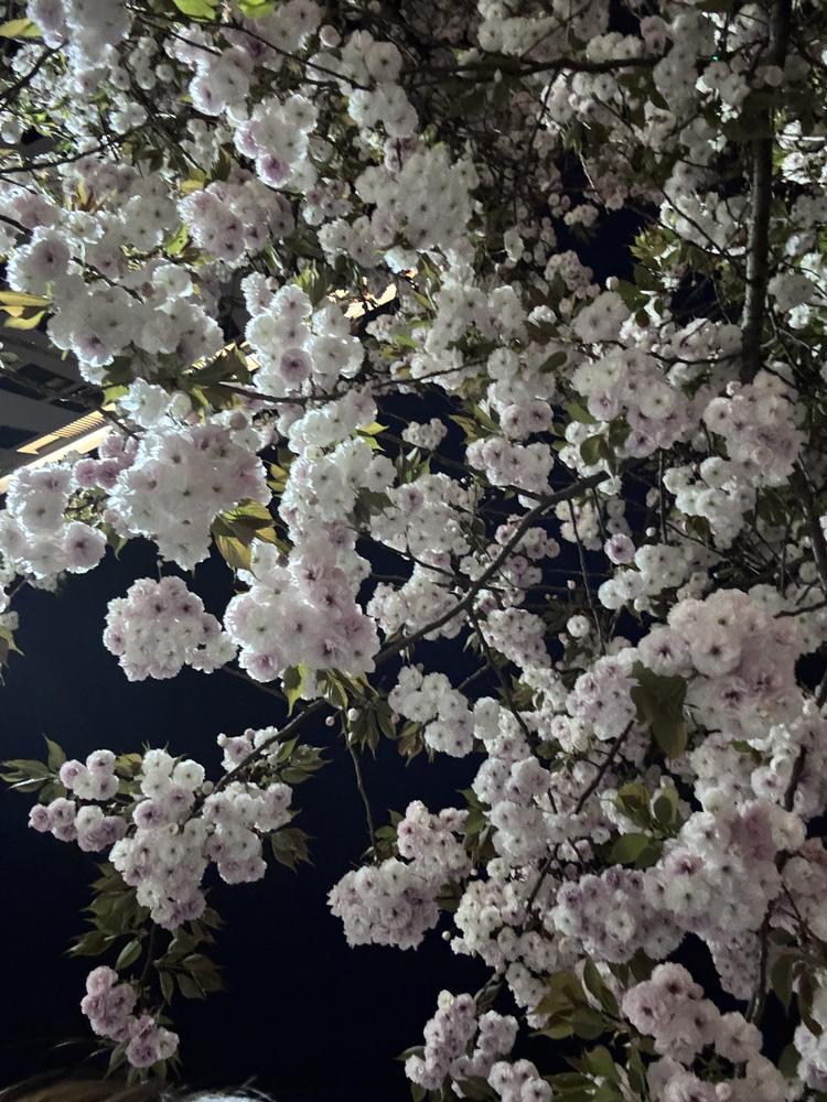 なーんなーんなーん!!