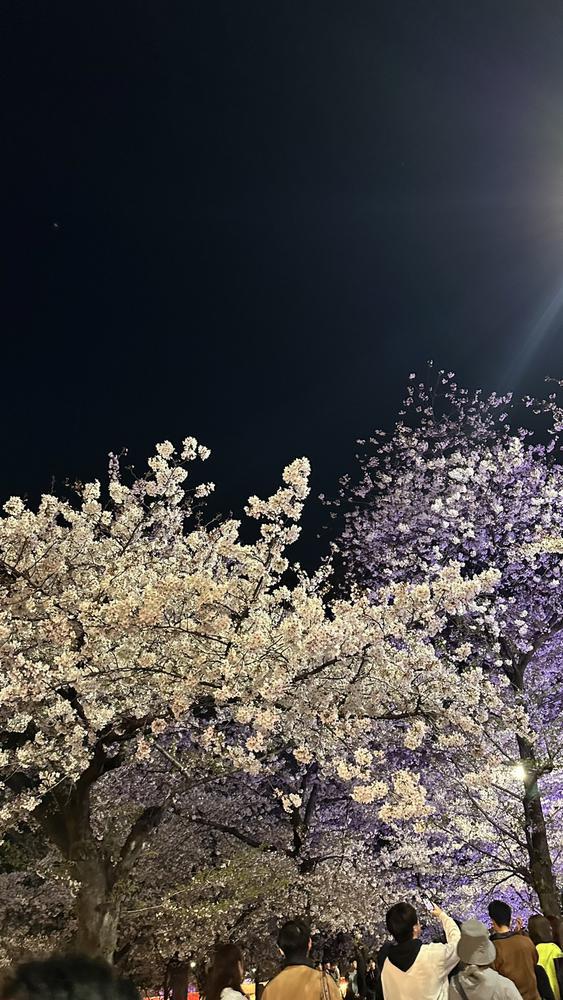 お花見🌸🌸🌸