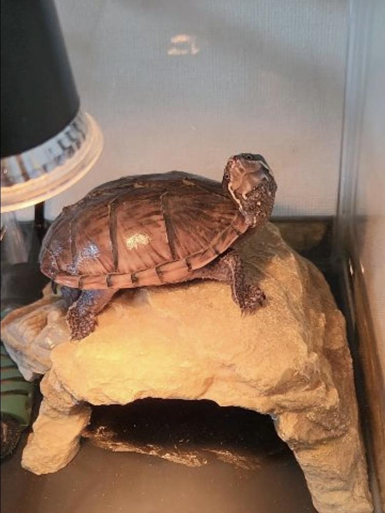 うちの子かわいい