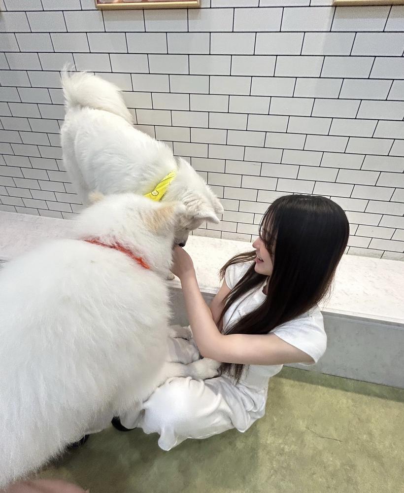 サモエドカフェ行ってきたーー🐶