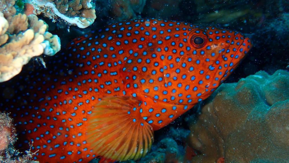 奄美ダイビング〜