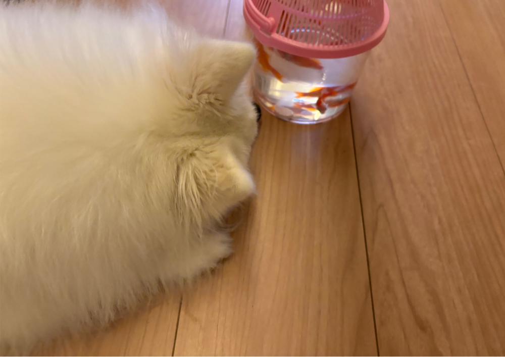 𖧧.𖥔 ݁ ˖⚘₊ ⊹𓏲