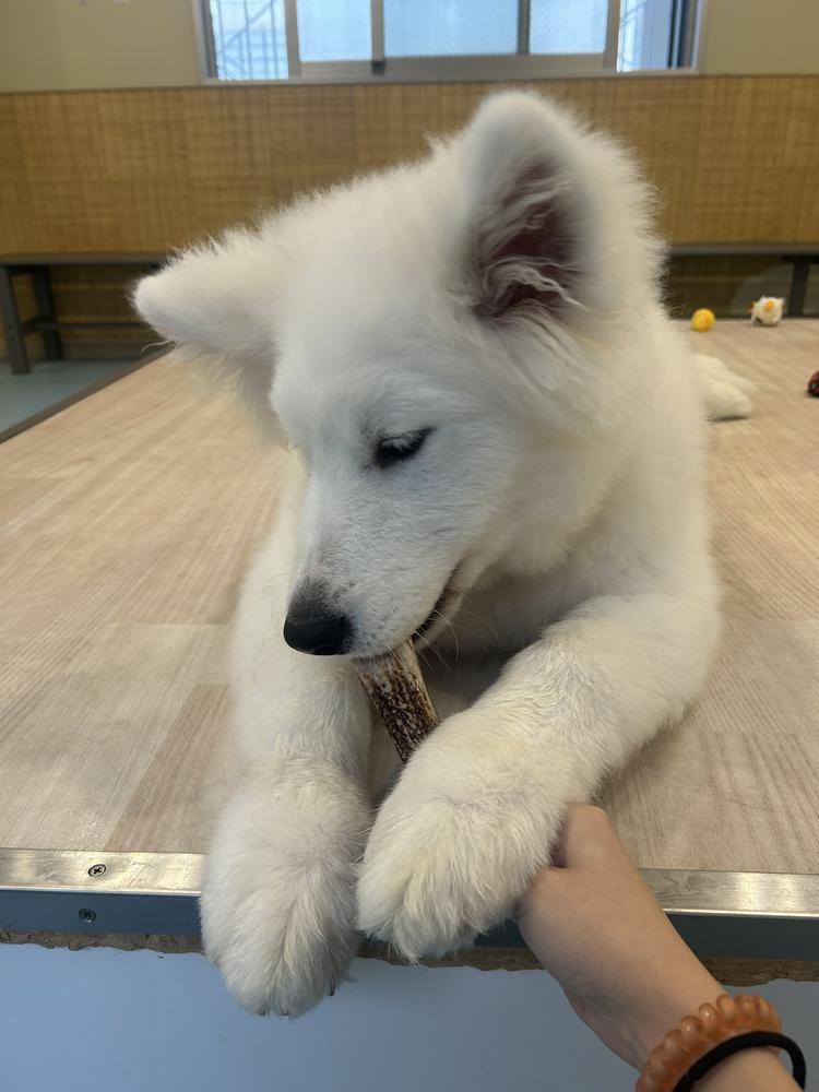 サモエドあってきた！