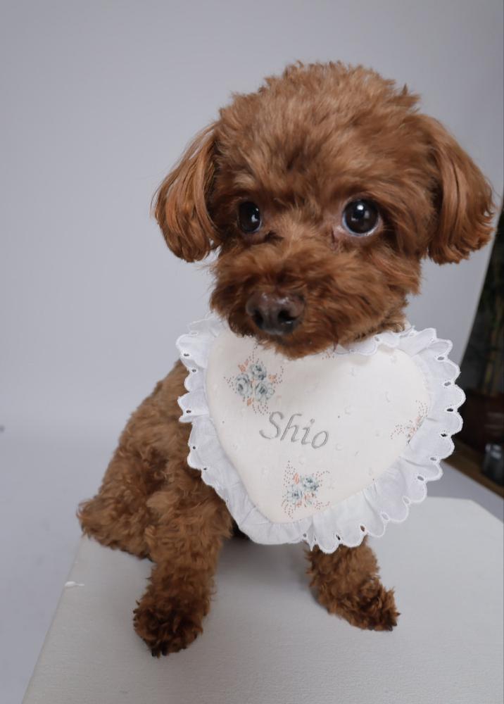 しお ピン写もあるよ