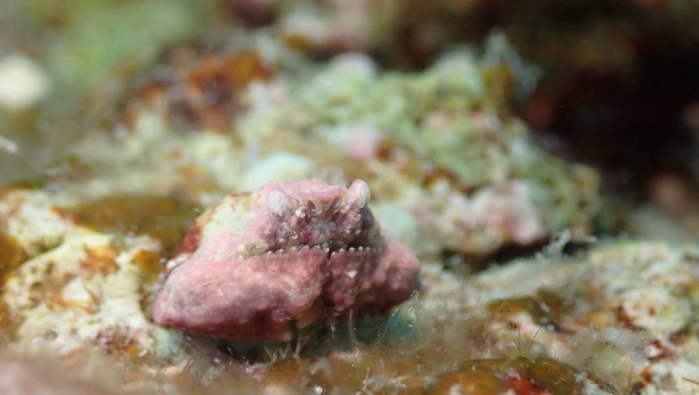 日焼けしまくり