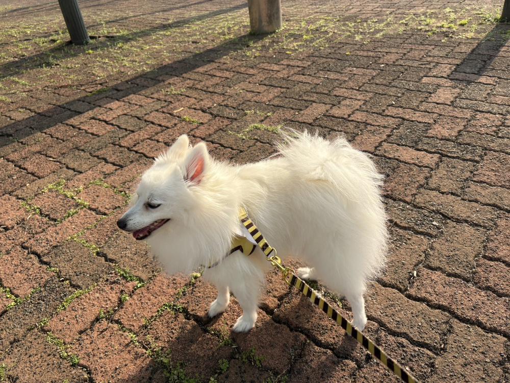 （｡･ω･｡）