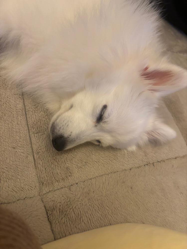 （｡･ω･｡）