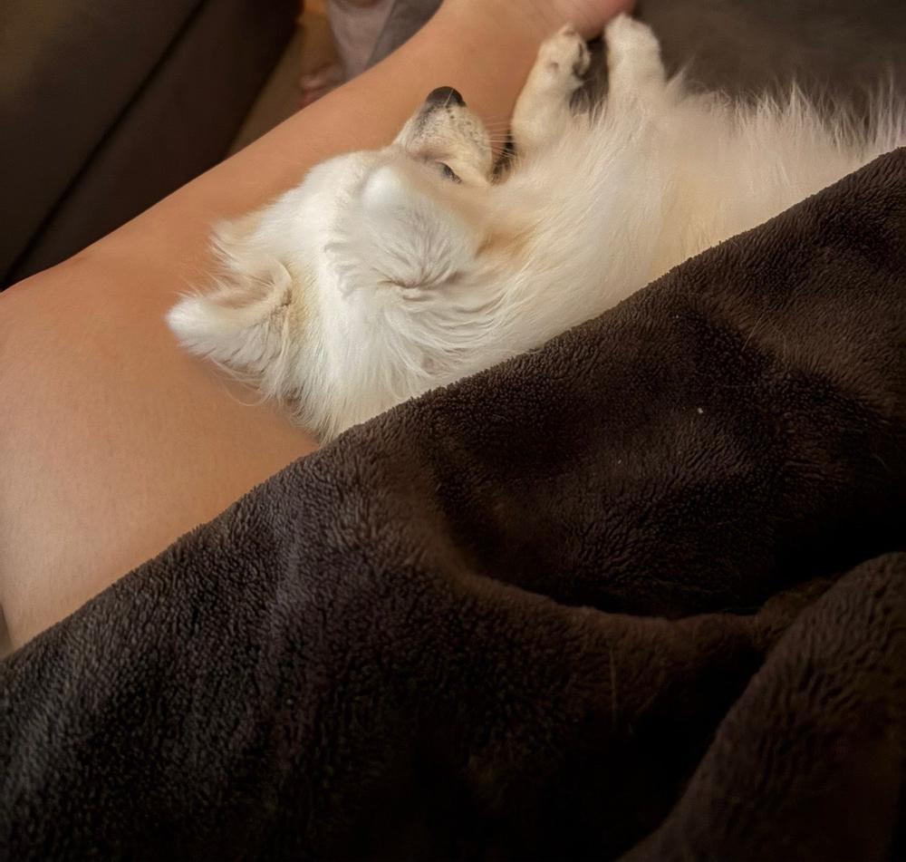 ᐡ´⊃  ̫ •̥`ᐡ