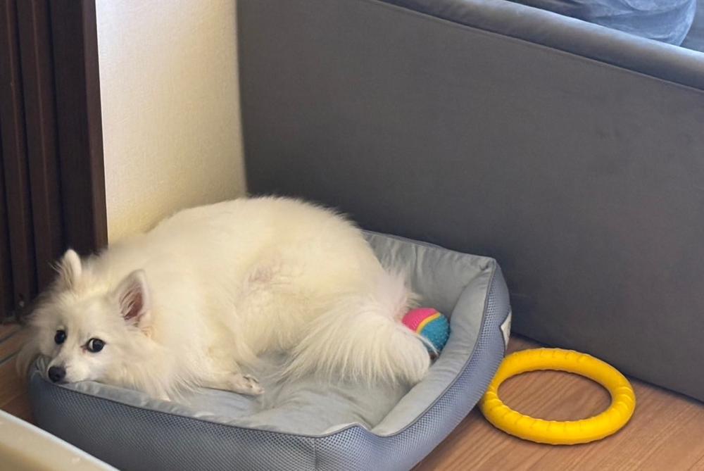 （｡･ω･｡）