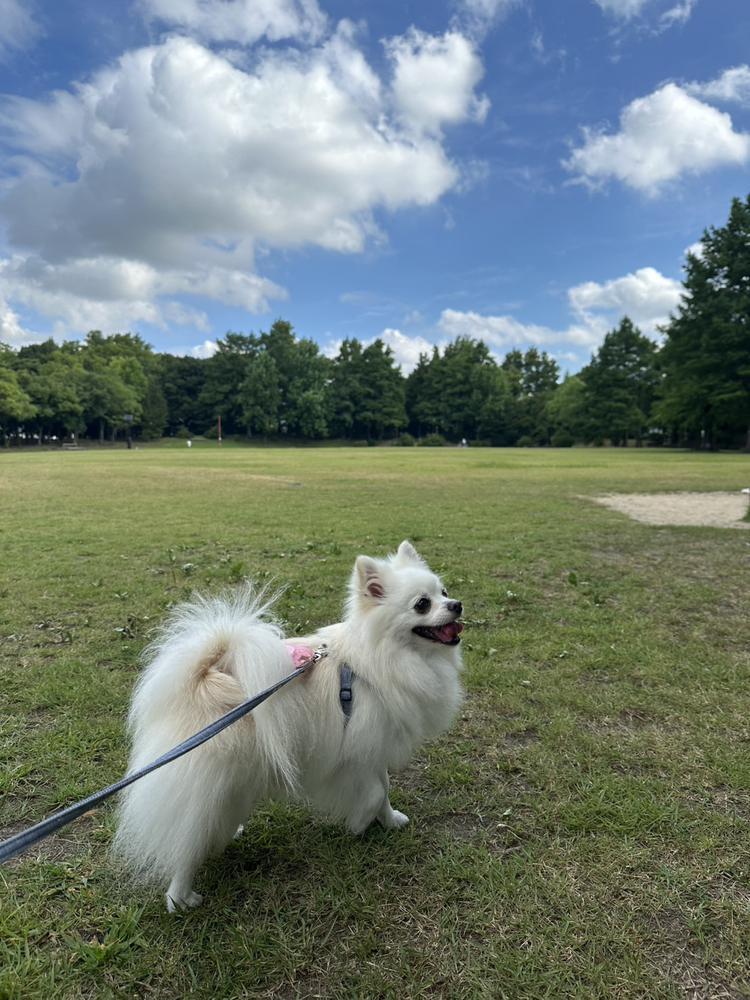 犬とハッピーデイ