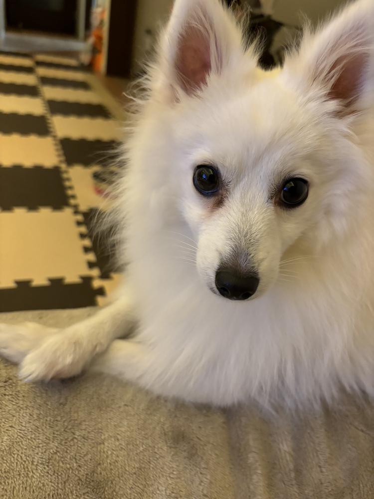 ᐡ´⊃  ̫ •̥`ᐡ