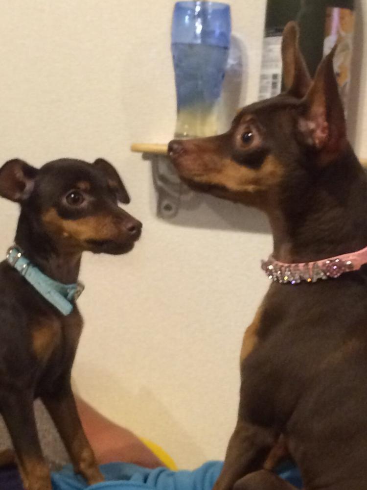 ᐡ´⊃  ̫ •̥`ᐡ