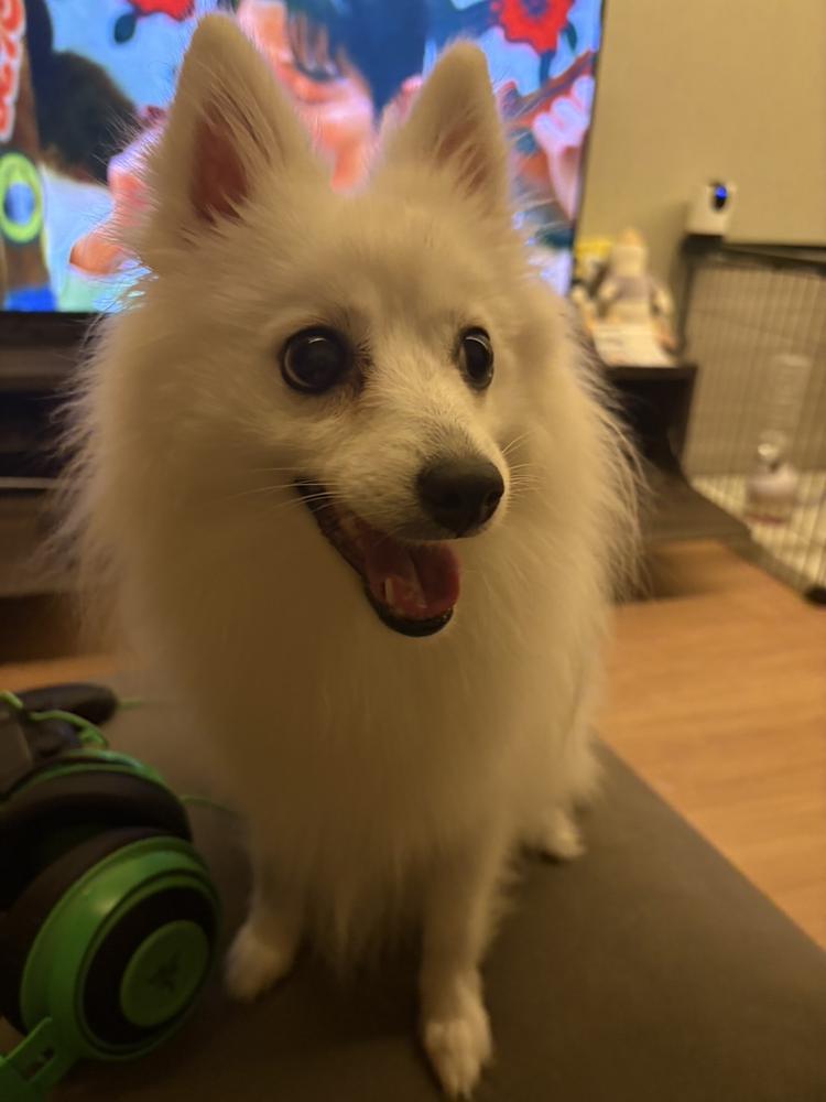 ᐡ´⊃  ̫ •̥`ᐡ