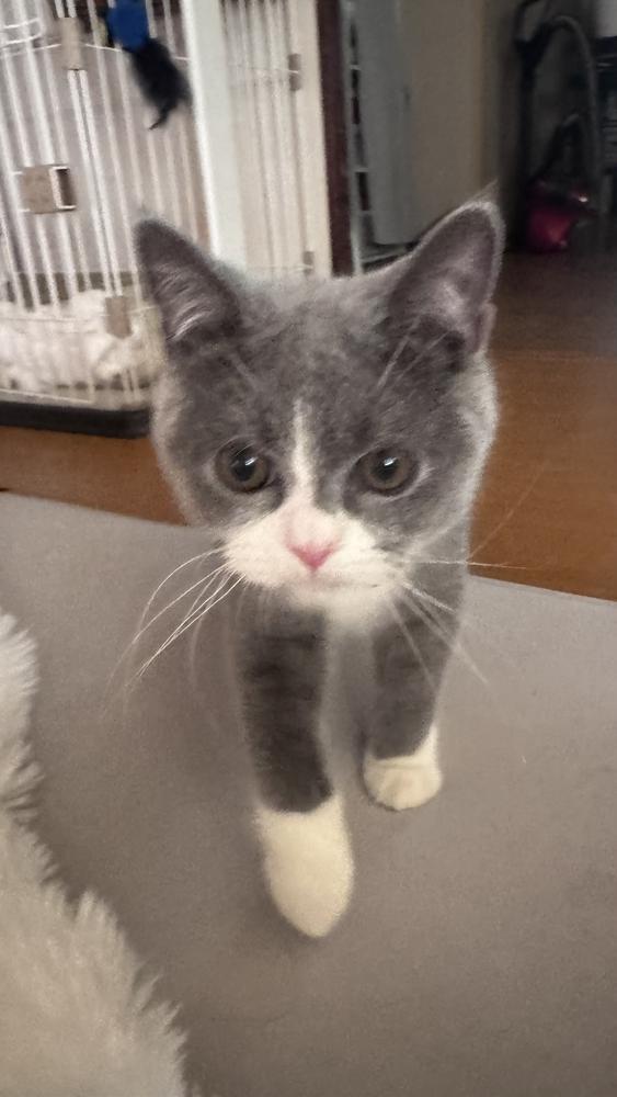 おはっぴ（^ ̥_  ̫ _ ̥^）