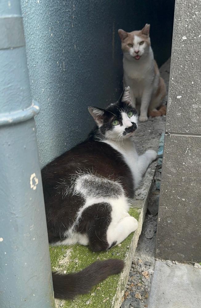 感動物語😺💞