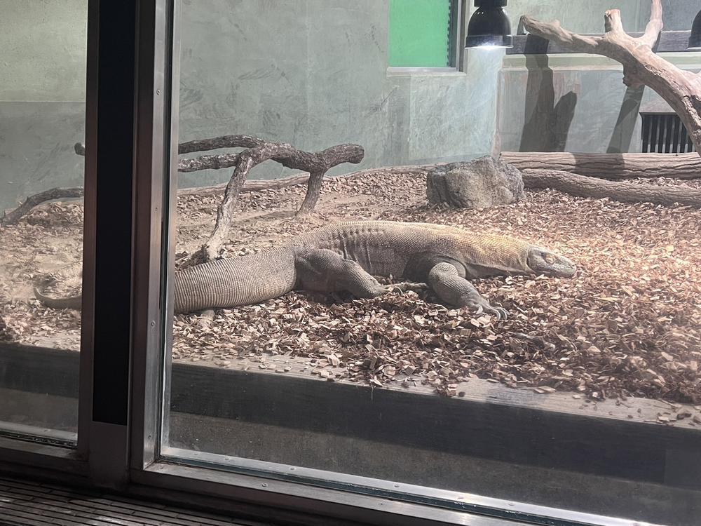 コモドオオトカゲ