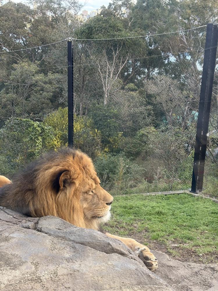 ただいま戻りました🐷🪽