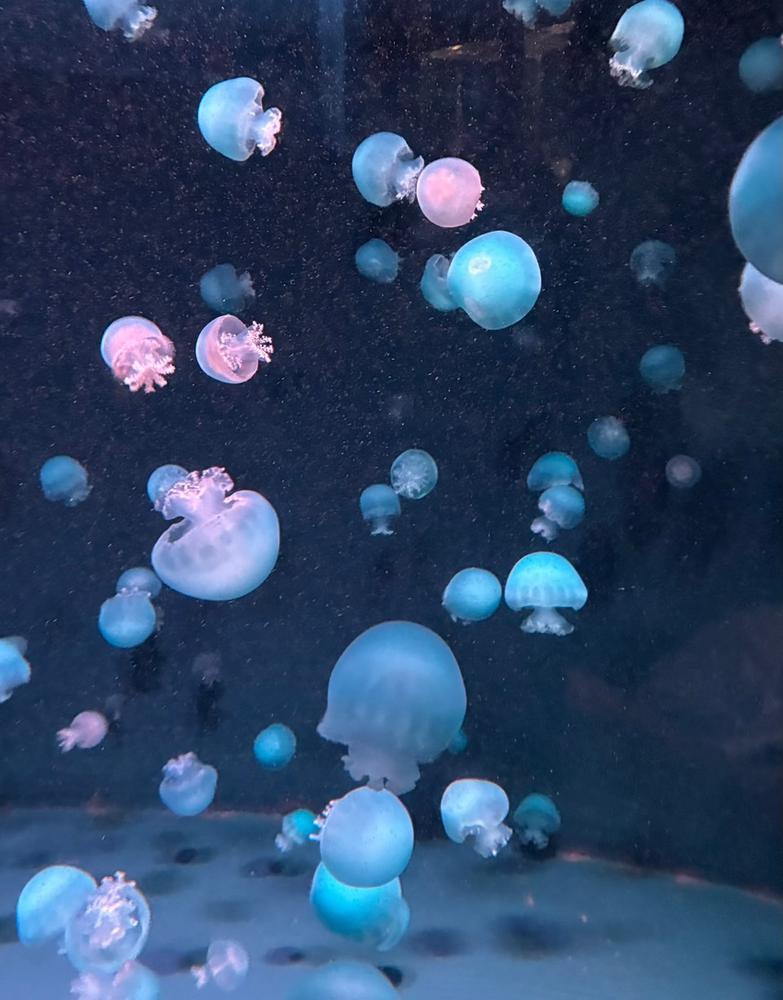 おはようございます🌙              本日出勤です✨✨           月末！！！✨️                    本日もホワイトナイトよろしくお願いします‎🤍🥂