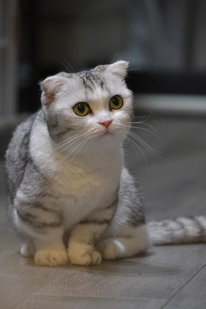 私の🐈‍⬛🐕
