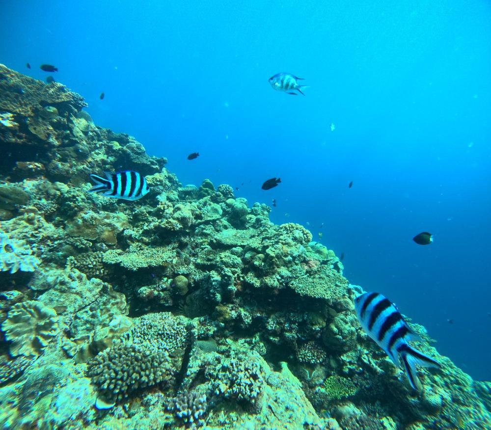 🐟