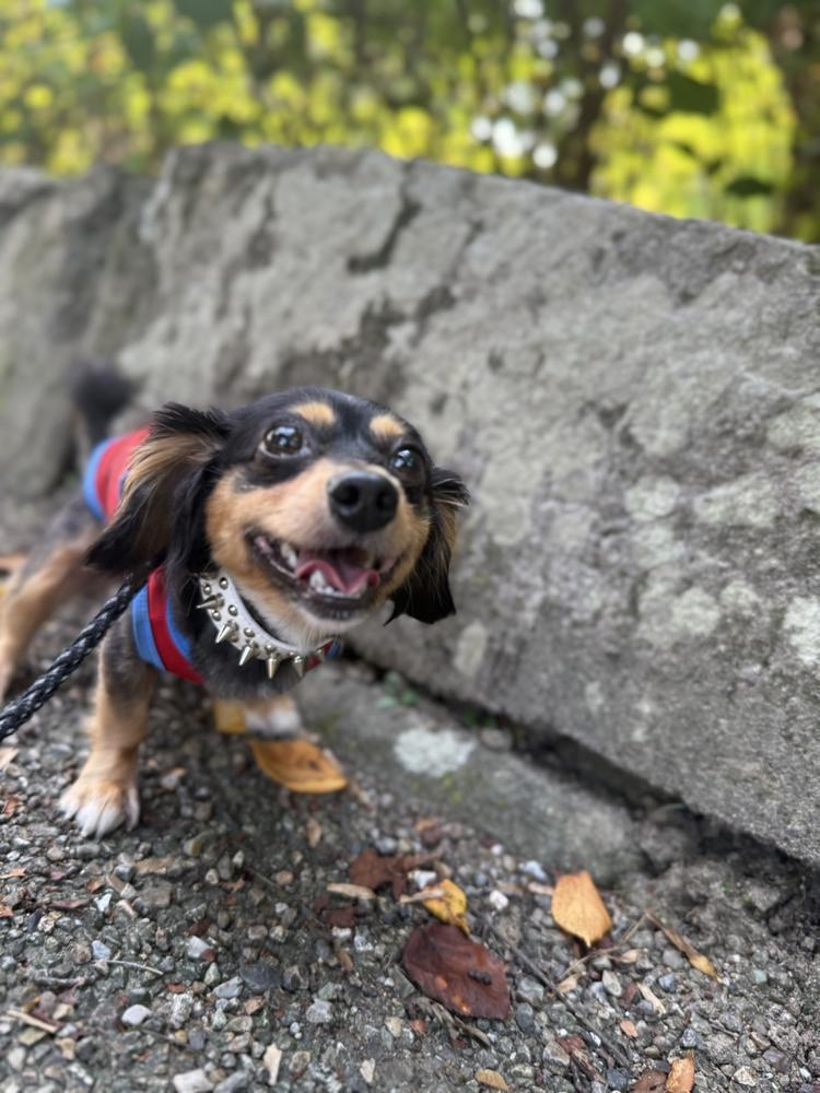 おやすみでーえす