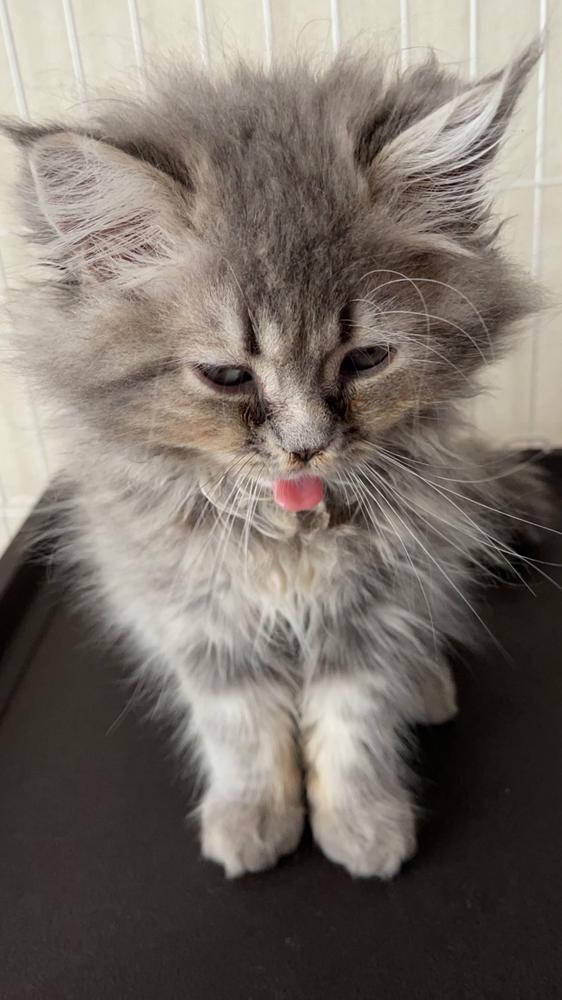 かれんのねこ🐱