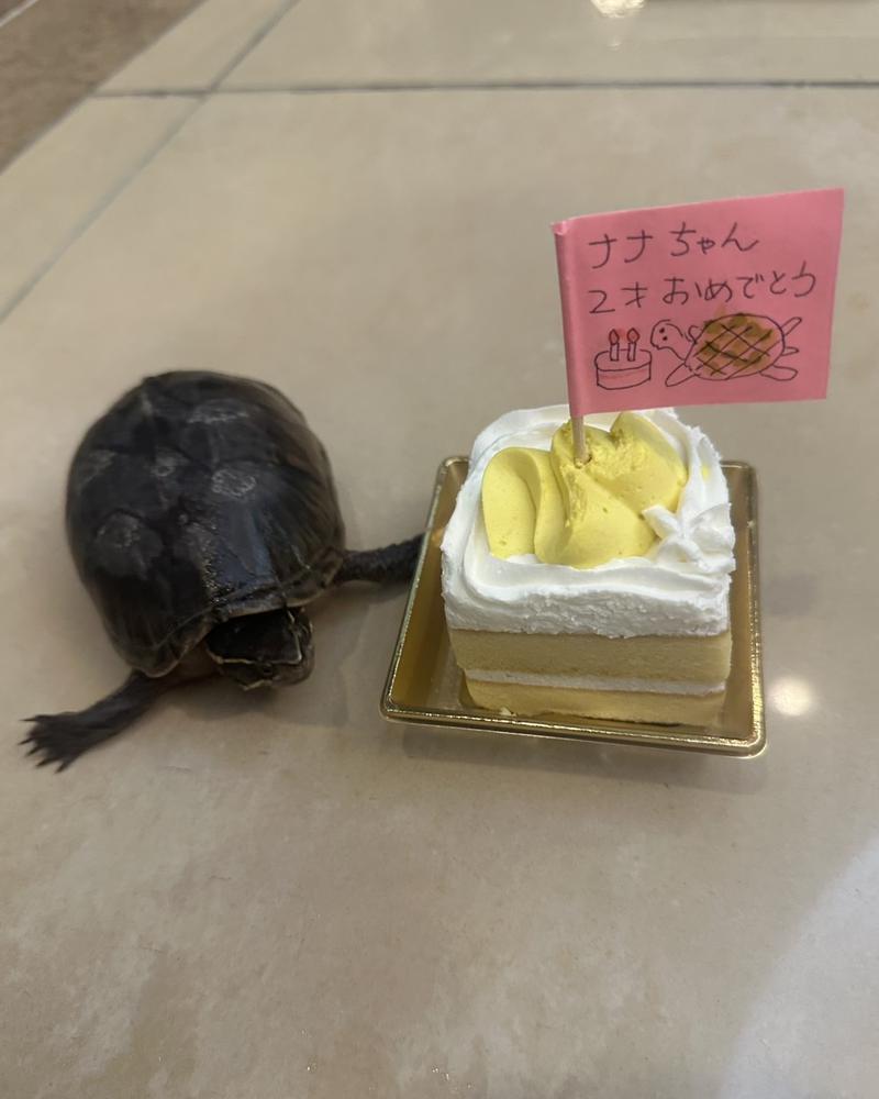誕生日会🐢🎂