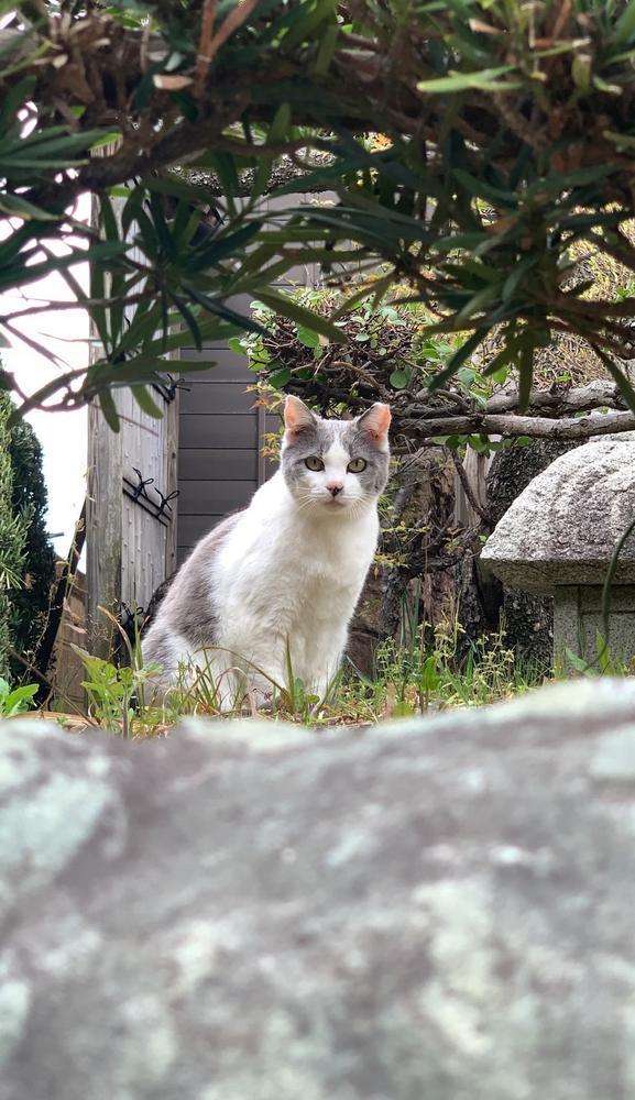 眠れなくて散歩してたらオハ猫‼️🌟
