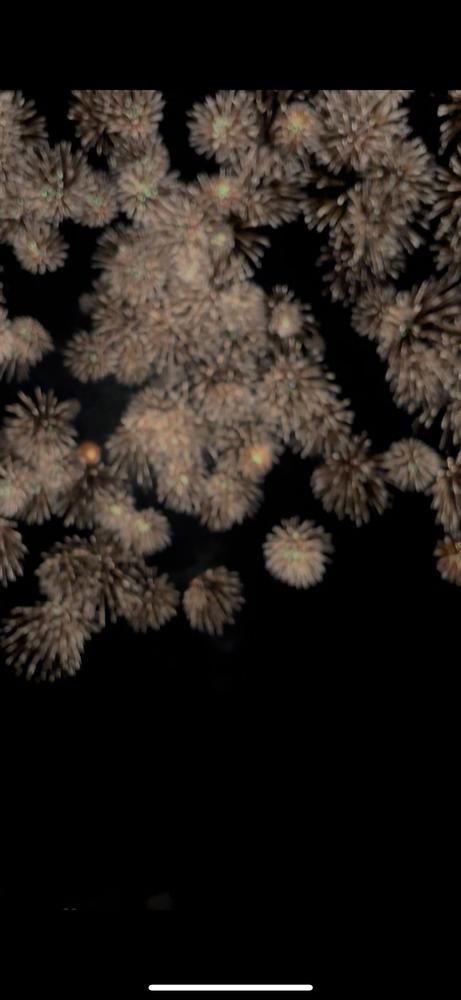 花火🎆