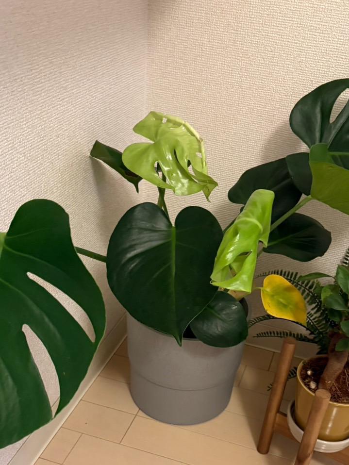 育てるの難しい🤔