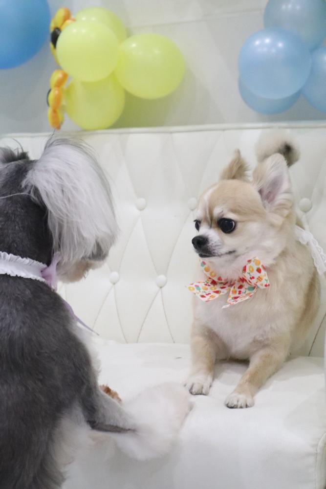 わんこのお友達🐶