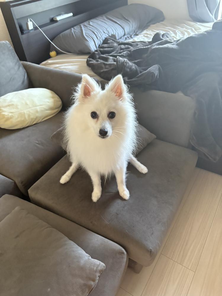 （｡･ω･｡）