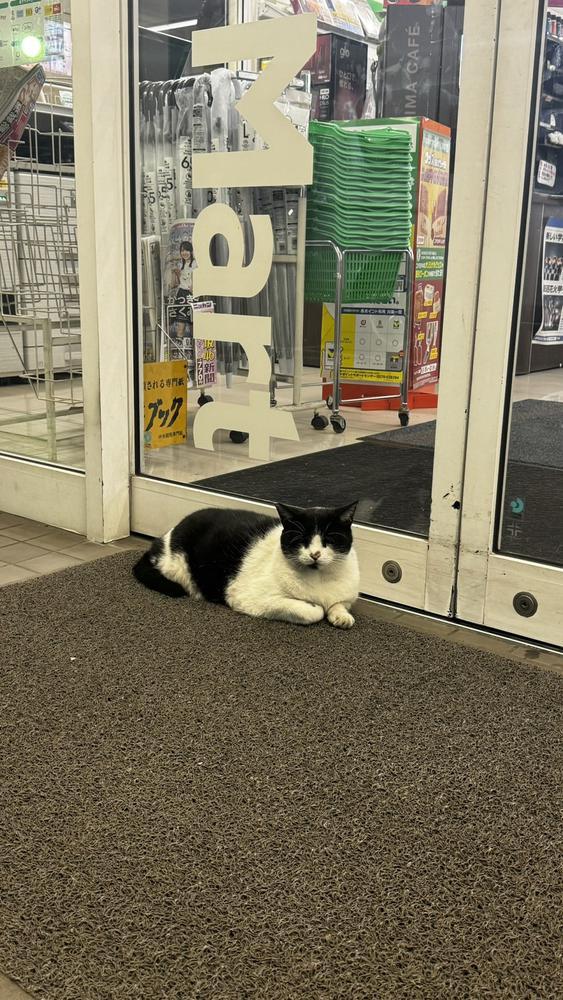 いつもいる猫ちゃん🥺