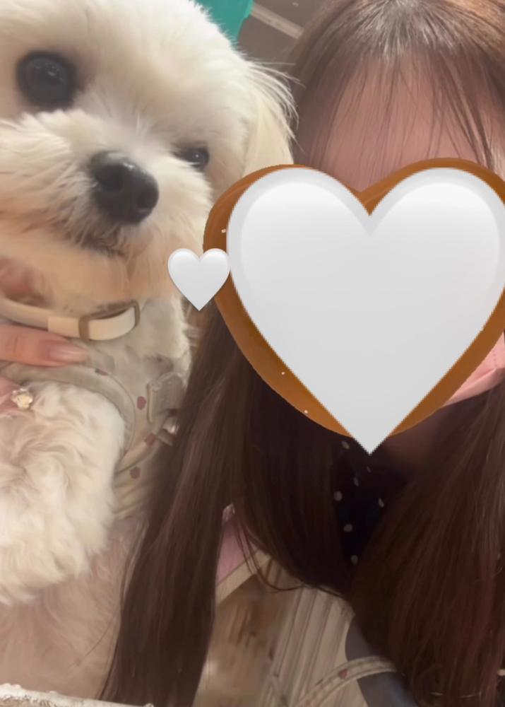 いぬかつ𐔌՞･·･՞𐦯