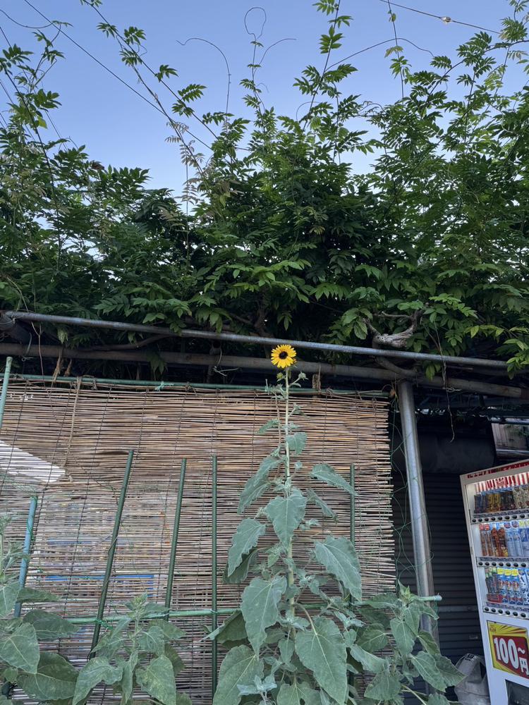 夏の終わりに向日葵ミッケ‼️🌟