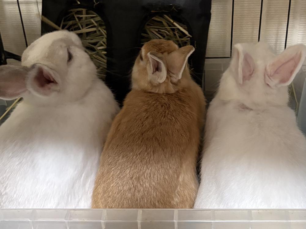 🐰×3