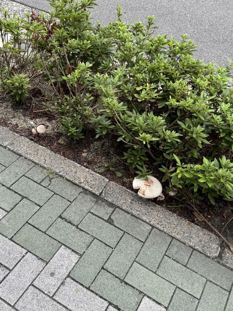 今日からいます