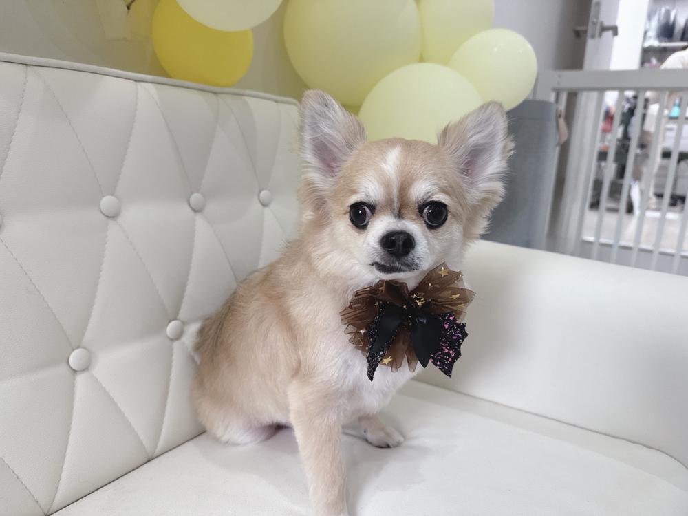 秋仕様わんこ🐶