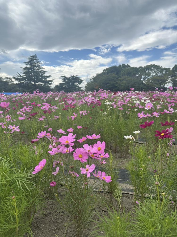 コスモス🌸