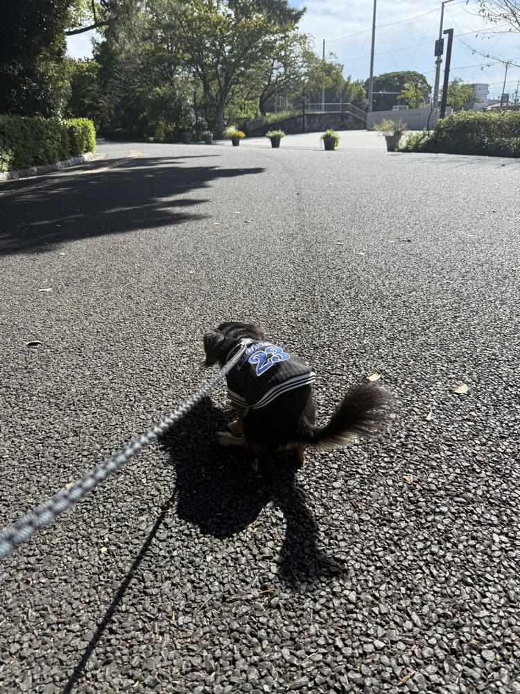 またあしたのー