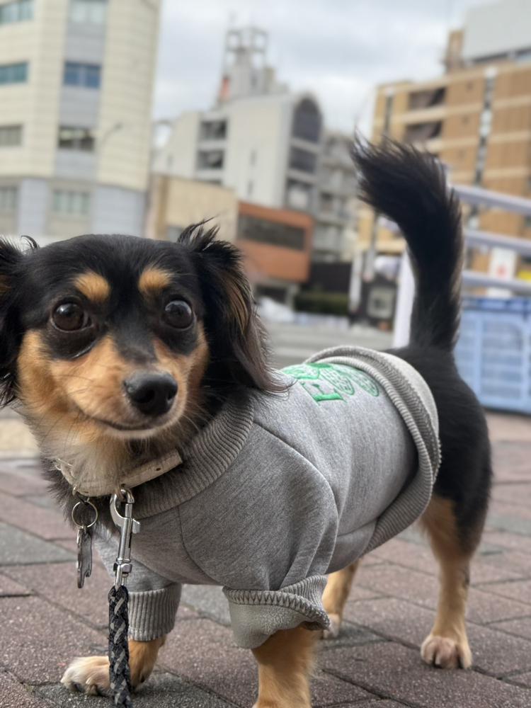 わーいヾ(＠⌒ー⌒＠)ノ