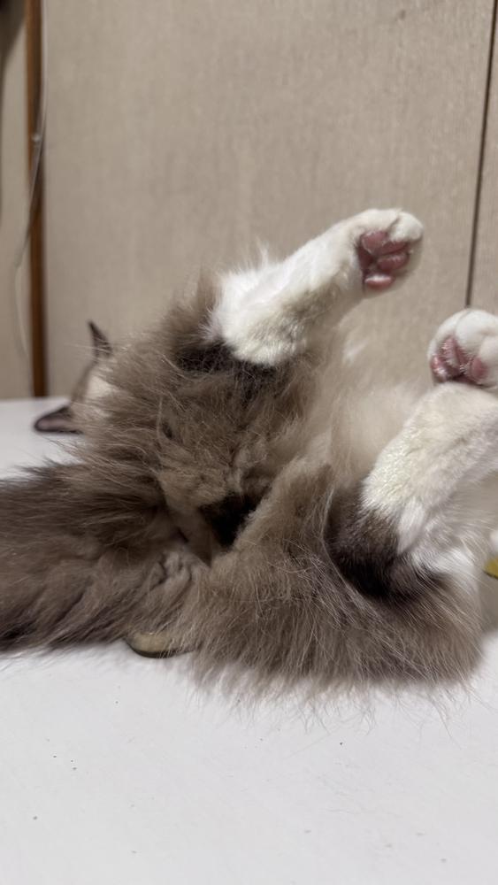 おはよーー◟( ᵒ̴̶̷̥́ ·̫ ᵒ̴̶̷̣̥̀ )