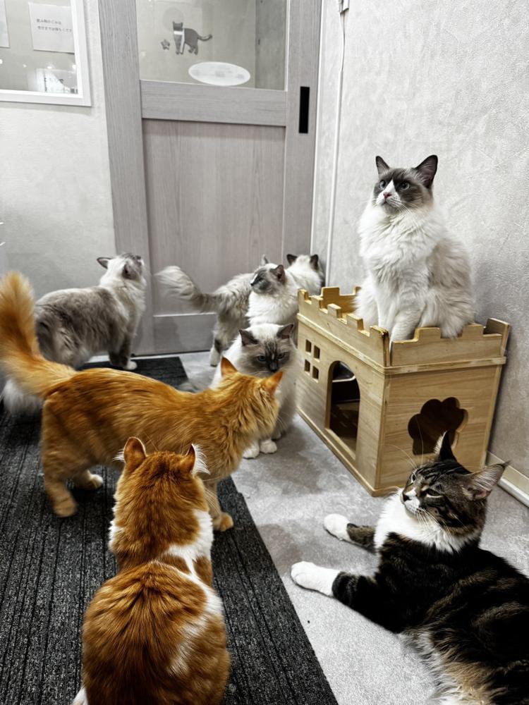猫カフェ🥹💗💗