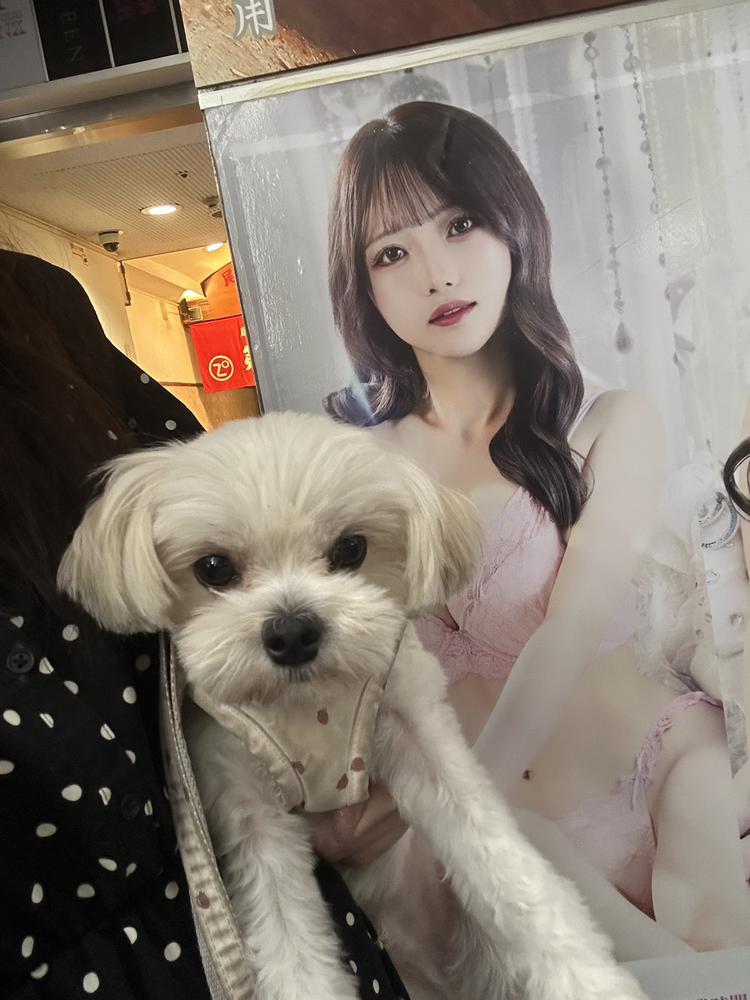 ピンクデビュー🐶🐾💖