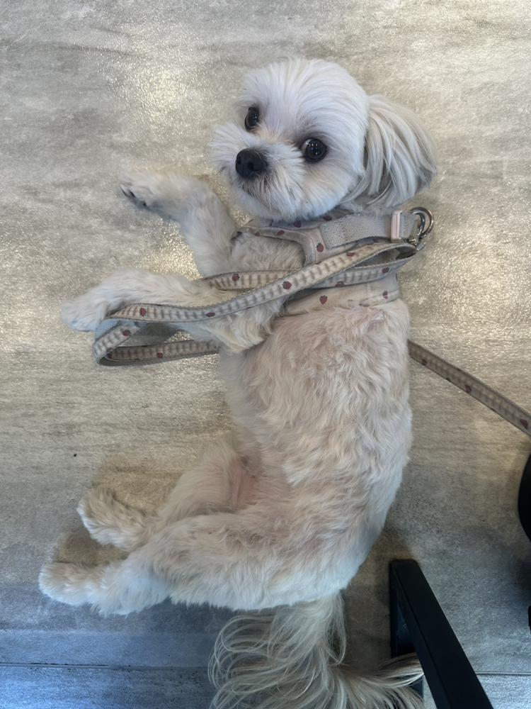 バタバタいぬ🐶